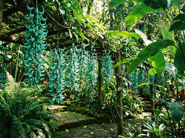 蜜桃传媒植物保护视频